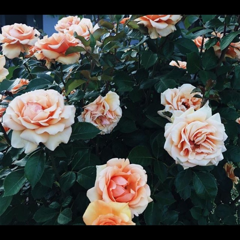 Meet your Posher, Ppaula